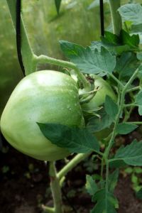 tomaten_und_groente_015.jpg
