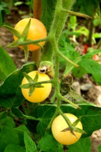 tomaten_und_groente_014.jpg
