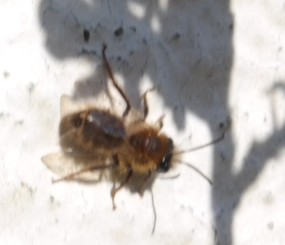 Osmia bicornis 2020-03-25.jpg