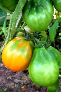 tomaten_und_groente_016.jpg