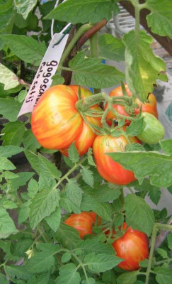 Gogosch..._v._allium_trattwoerth.jpg