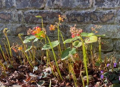 epimedium-ms-ellen-willmott_25.3.20 (3).jpg