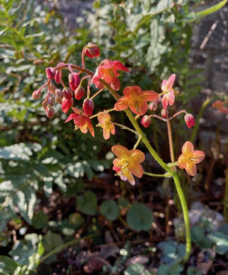 epimedium-ms-ellen-willmott_25.3.20 (4).jpg
