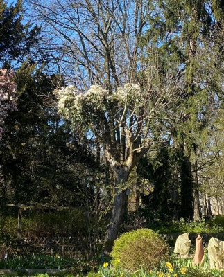 clematis-armanddii-baum_25.3.20.jpg