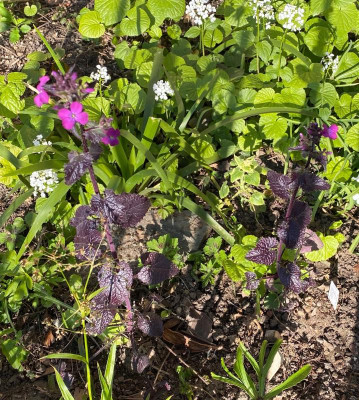 lunaria-chedglow-pachyphragma_25.3.20.jpg