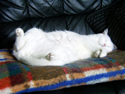 27_08_2004_Linus_Couchkater.jpg