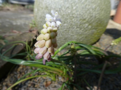 Muscari 'Ivor's Pink' k 200325.jpg