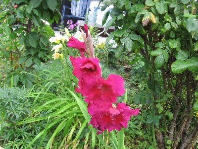 Gladiole.jpg