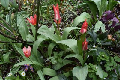 feigen blüten 018.JPG