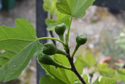 feigen blüten 001.JPG