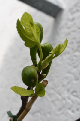 feigen blüten 002.JPG