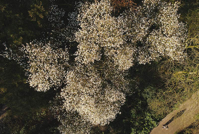 Magnolia_kobus800px.jpg