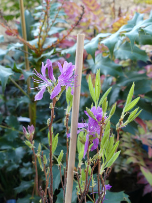 2020-03-26 Rhododendron canadense.jpg