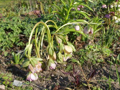 2020-03-26 Helleborus x hybridus 1.jpg