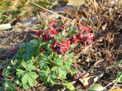 2020-03-26 Corydalis solida 'Endres Traum'.jpg