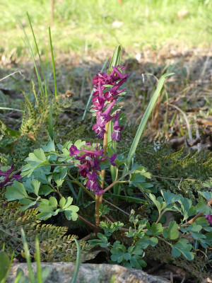 2020-03-26 Corydalis solida 'Purple Beauty'.jpg