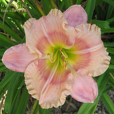 GT05-KL16.1_Elegant_Candy_X_Soft_Summer_Night_7107_1_r11.jpg