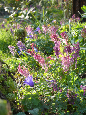 2020-03-26 Gartenimpressionen 4.jpg