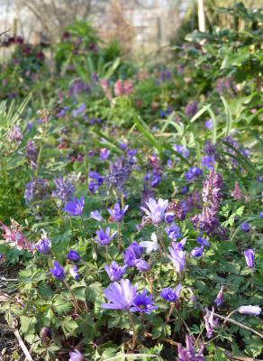 2020-03-26 Gartenimpressionen 5.jpg