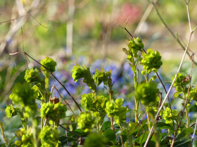 2020-03-26 Gartenimpressionen 8.jpg