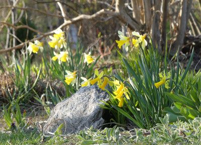 2020-03-26 Gartenimpressionen 9.jpg