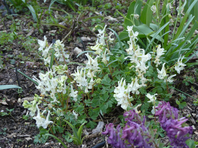 2020-03-26 Corydalis malkensis.jpg