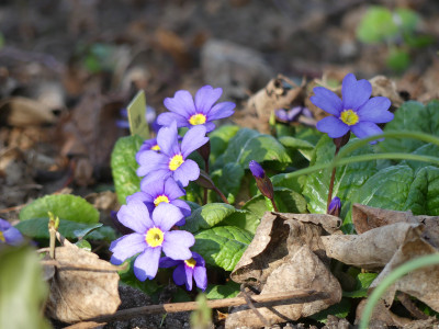 2020-03-26 Primula 'Usambarablau'.jpg