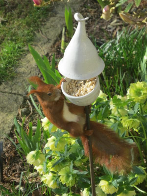 Eichhörnchen 17.JPG