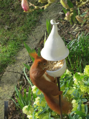 Eichhörnchen 19.JPG