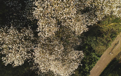Magnolia_kobus4_800px.jpg