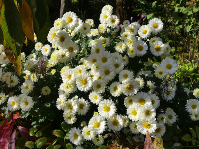 2019-10-20 Chrysanthemum 'Poesie' 2.jpg