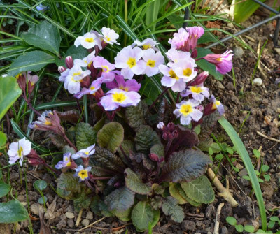 Primula-Glengariff.20-1.jpg