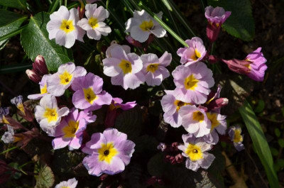 Primula-Glengariff.20-2.jpg