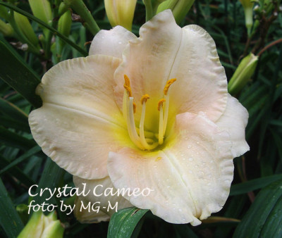 IMGP4618-CrystCameo.jpg