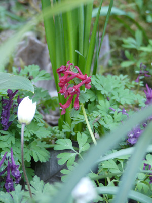 2020-03-27 Corydalis solida 1.jpg