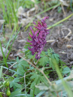 2020-03-27 Corydalis solida 3.jpg