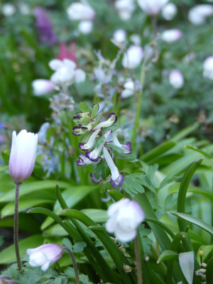 2020-03-27 Corydalis solida 'Bilbo' 1.jpg