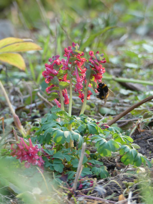 2020-03-27 Corydalis solida 'Endres Traum'.jpg