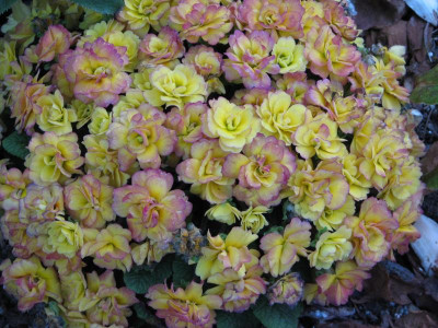 Primula Rosette Nectarine 2.jpg