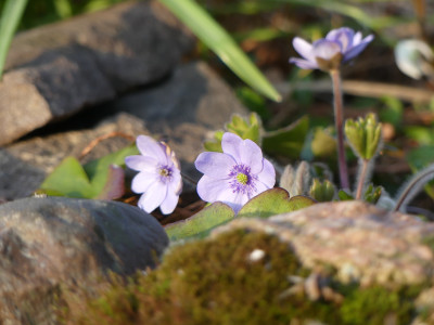 2020-03-27 Hepatica 'Avatar'.jpg
