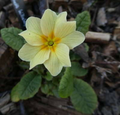 Primula 'Osiered Amber' 200321 k.jpg