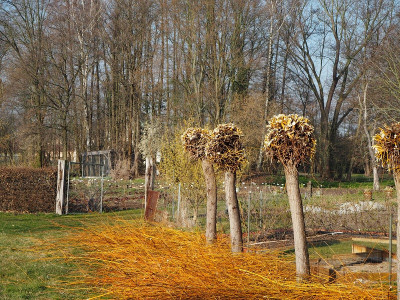 Kopfweiden 28.3.20 ue.JPG