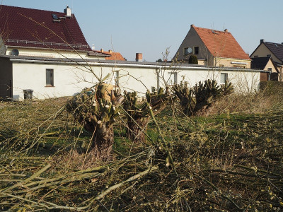 Weiden 28.3.20 ue.JPG