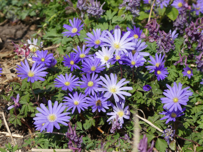 2020-03-28 Anemone blanda 1.jpg