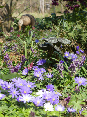 2020-03-28 Gartenimpressionen 1.jpg