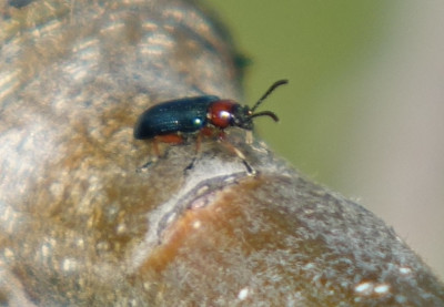 Käfer 2020-03-28.jpg