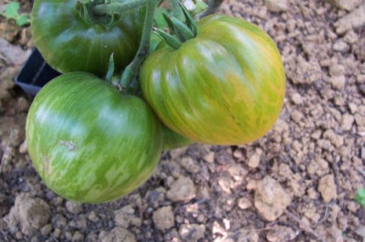000_2138_Tomate_Striped_Hollow.jpg