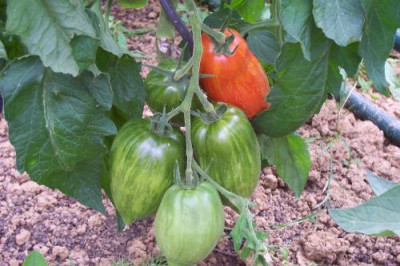 000_2132_Tomate_Striped_Roman.jpg