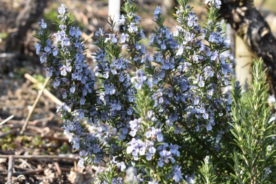 scilla 028.JPG