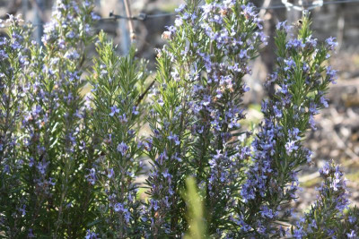 scilla 029.JPG